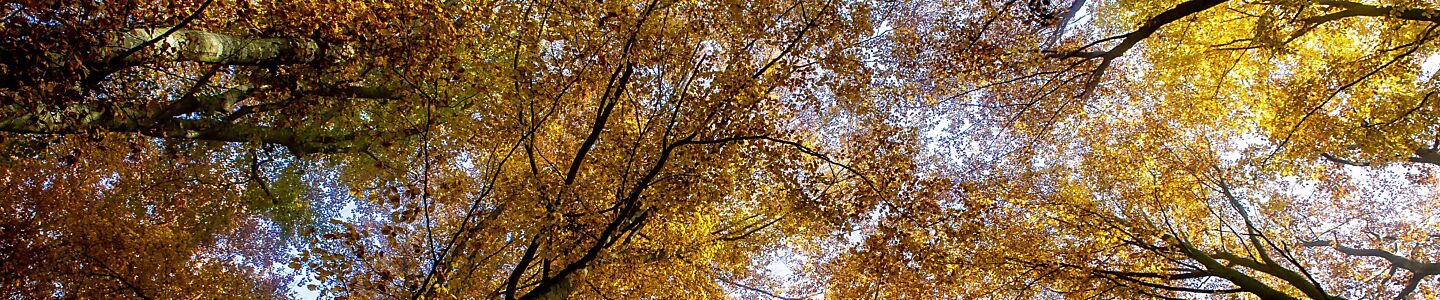 Bäume mit farbigen Herbstblättern